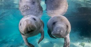 Foto: (Divulgação/VisitFlorida)