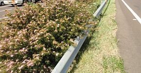 Plantas ajudam na sinalização da BR-101