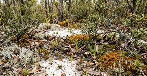A árvore amazônica de frutos com formato de chifre que a ciência descreveu há pouco e que já nasceu ameaçada de extinção