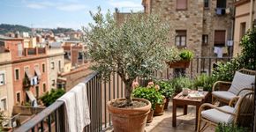 Como cultivar uma oliveira no seu jardim ou varanda (e o que fazer para obter azeitonas deliciosas)