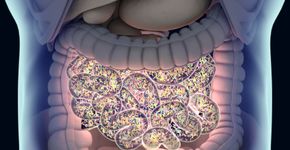Foto: (AnatomyInsider/DepositPhotos)