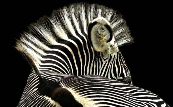 Foto: Sally Kilpin, vencedora na categoria 