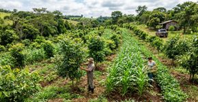 A África está surpreendendo o mundo inteiro com um fenômeno que ninguém esperava: árvores estão reaparecendo sem que ninguém as tenha plantado