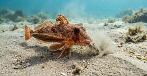 Esse peixe possui seis “pernas”, anda pelo fundo do mar e algumas espécies conseguem até provar o alimento com esses apêndices
