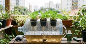 Como fazer hidroponia a partir de galões usados sem eletricidade: uma solução prática para jardinagem econômica em casa