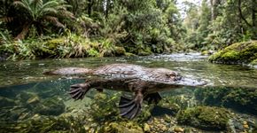 Parece uma mistura de pato, castor e lontra, mas sua habilidade mais estranha não está na aparência