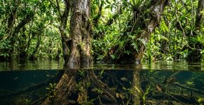 Florestas alagadas, rios gigantes e uma área protegida com mais de 5 milhões de hectares: o complexo amazônico brasileiro onde a biodiversidade da maior floresta tropical do mundo permanece preservada