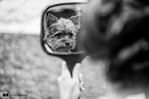 Cachorros de diferentes raças e tamanhos e compõe as fotos do book do casamento ou na própria cerimônia (imagem: Giovani Garcia) 