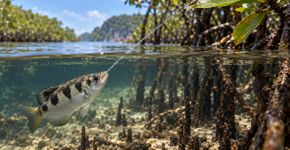 Mira, calcula e dispara: o peixe que derruba insetos dos galhos com um jato de água