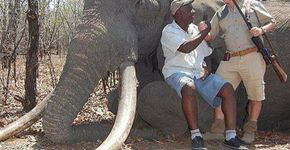 Caçador alemão mata maior elefante já visto no Zimbábue
