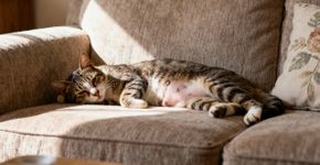 Será que os gatos de rua ficam gratos por serem acolhidos? Essa é a resposta