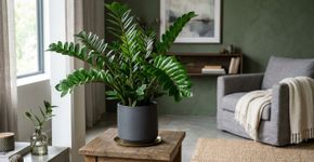 Sem rega ou luz constante: a planta africana perfeita para iniciantes