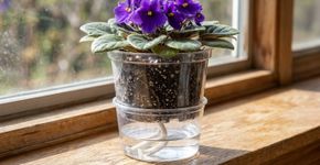 Colocar um cordão no vaso da violeta: para que serve o sistema que leva água às raízes e ajuda a manter a umidade sem molhar as folhas