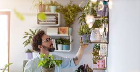 7 plantas ideais para decorar a casa e atrair boas energias