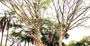 1ª Feira Literária da Zona Sul promove debates e muita diversão