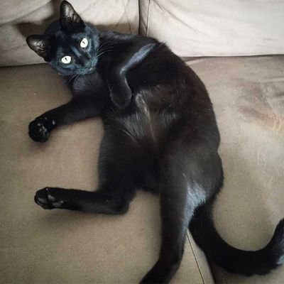 Veja alguns dos cães e gatos que já estão participando do #MostreABarriguinha!
