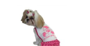 Lazza Pet oferece roupas ecológicas para cães