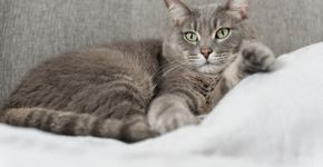 10 nomes para gatos tranquilos