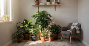 Como montar um cantinho verde em apartamento pequeno?