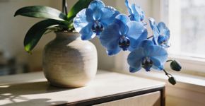 O que significa ganhar uma orquídea azul? O simbolismo de raridade e exclusividade por trás do presente