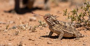 Nem veneno, nem mordida: este lagarto desenvolveu uma das defesas mais estranhas já observadas na natureza