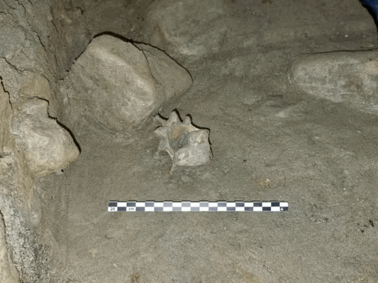Descoberta dos restos mortais de um urso polar