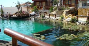 Piscinas biológicas usam plantas para purificar e filtrar a água