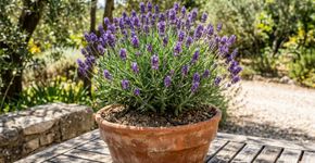 Os especialistas em jardinagem concordam sobre a lavanda: “O sol e um solo com bom drenagem são fundamentais para que cresça saudável”