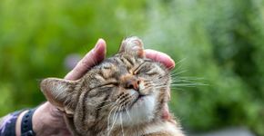 Foto: (mgfoto/istock)
