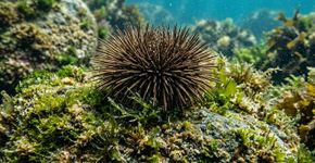 Voluntários retiraram quase 100 mil ouriços-do-mar na Noruega, e desertos submarinos começaram a virar florestas de kelp com berçários de peixes voltando