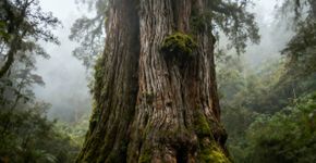 As 4 árvores mais antigas do mundo e onde encontrá-las.
