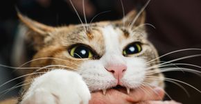 Foto: (zsv3207/istock)