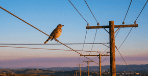 Como os pássaros ficam tranquilos no fio do poste sem tomar nem um choque