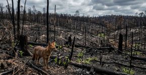 A caça permitida nas montanhas gera crescente rejeição científica e legal