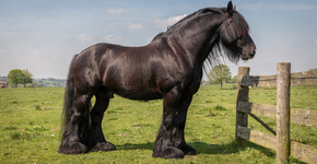 O Hulk dos cavalos que tem patas do tamanho de pratos e consegue puxar tudo com a força de um titã