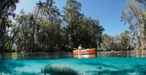 Descubra Crystal River, a cidade santuário de peixes-boi