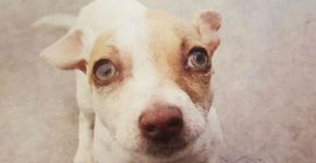 Viciado em drogas, cachorro é resgatado e ganha nova casa