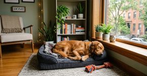 Cachorro em apartamento: o que você precisa saber antes de adotar e evitar problemas