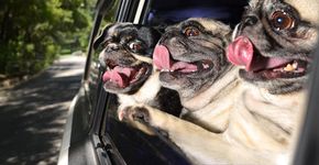 Êxtase canino: fotógrafa clica cães curtindo o vento da janela do carro para calendário