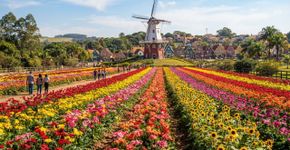 A cidade mais florida do Brasil encanta com 300 hectares de plantações e nasceu como colônia holandesa no século XX