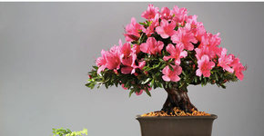 Plantas que purificam o ar  da casa ou escritório