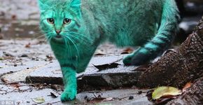 O mistério do gato com pelos verdes na Bulgária