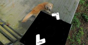 Cachorro segue carro do Google e sai em todas as fotos do bairro