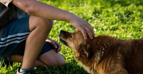 O que significa acariciar cachorros na rua, segundo a psicologia