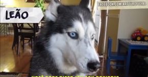 Como seria se os cachorros representassem cada signo