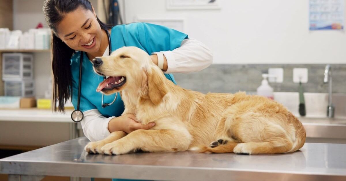 Animal vomitando: 7 causas comuns que merecem atenção