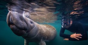 Foto: (Divulgação / Discover Crystal River)