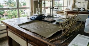 A URV produz borracha sustentável de origem vegetal para diminuir a dependência fóssil