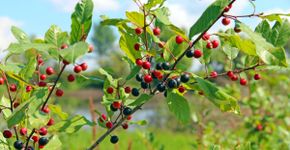 Frângula: para que serve, benefícios e como fazer o chá da planta