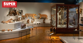 O Museu Paulista da Universidade comemora o Dia Internacional dos Museus